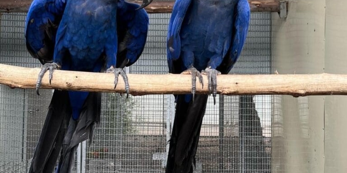 11 Creative Ways To Write About Macaw Cage